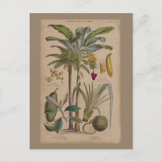 Postal Arte botánico de frutas tropicales palmo antiguo (Anverso)