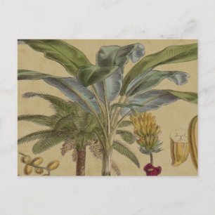 Postal Arte botánico de frutas tropicales palmo antiguo
