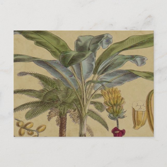 Postal Arte botánico de frutas tropicales palmo antiguo (Anverso)