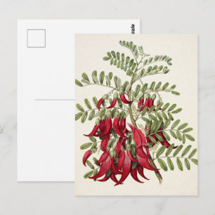 Postal Arte Botánico de la Flor de Pico de Kaka Rojo Vint