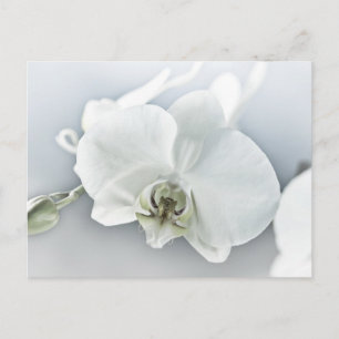 Postal Arte Botánico de Orquídea Blanca Elegante