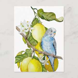 Postal Arte botánico en acuarela de periquito azul en lim
