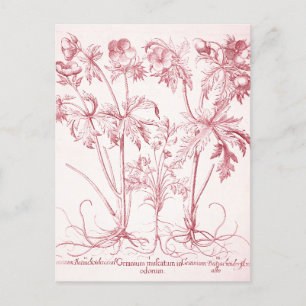 Postal Arte botánico vintage rosa