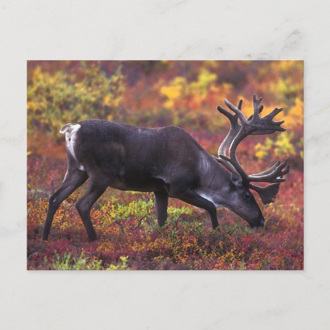 Postal Arte Caribou (Anverso)