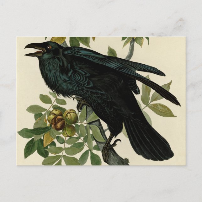 Postal Arte clásico Audubon Raven (Anverso)
