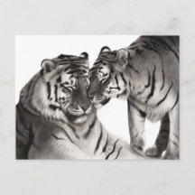 Arte de Amor de Tigre - Diseño de Vida Silvestre P