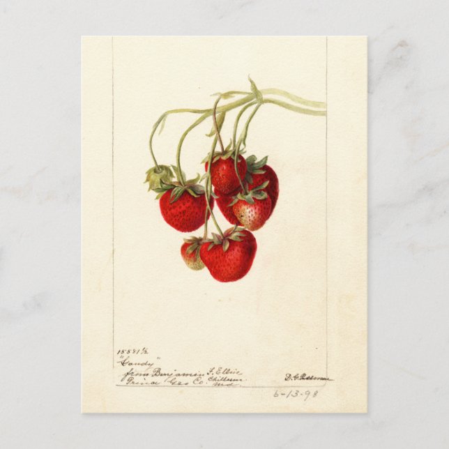 Postal Arte de arte de fresas de época (Anverso)