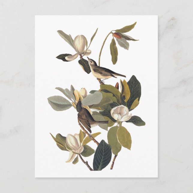 Postal Arte de Audubon de la época de los avispones Flyca (Anverso)