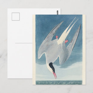 Postal Arte de Ave Costera de Golondrina de Mar Vintage A