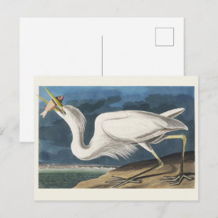Postal Arte de Ave de Garza Blanca Grande Audubon Vintage