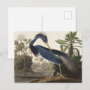 Postal Arte de ave de garza de Louisiana vintage Audubon