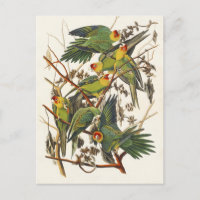 Arte de ave del loro de Carolina de Audubon vintag