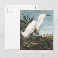Arte de Ave Garza Blanca de Audubon Vintage