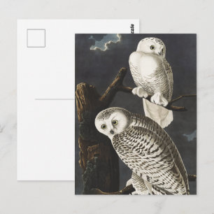 Postal Arte de ave nocturna de búho nevado vintage Audubo