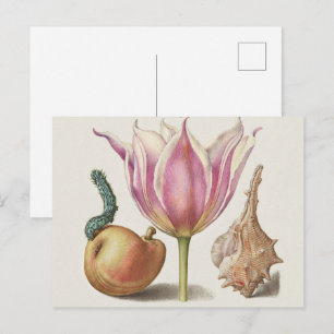 Postal Arte de Caligrafía del Renacimiento Flor de Tulipá