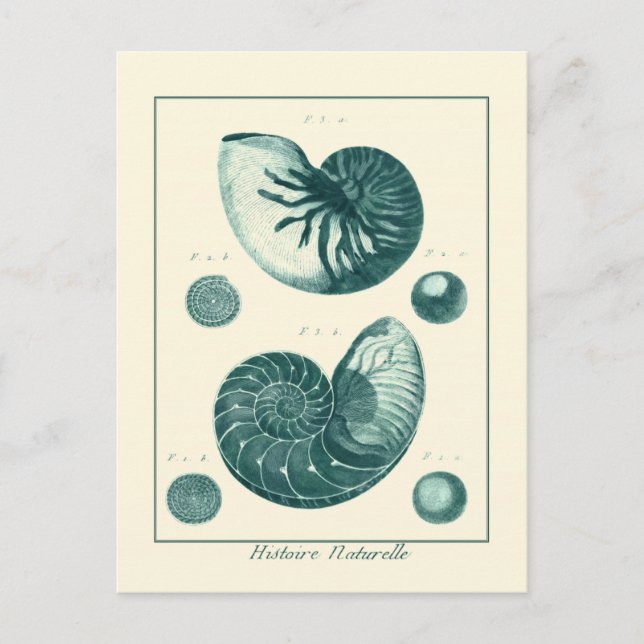 Postal Arte de conchas rojas y verdes (Anverso)