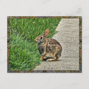 Postal Arte de conejo