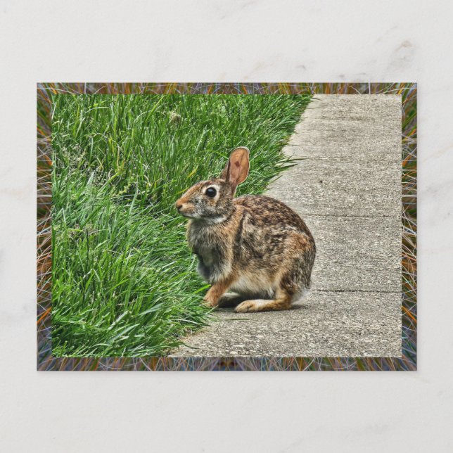 Postal Arte de conejo (Anverso)