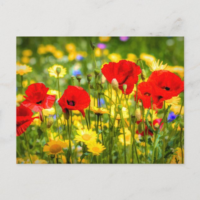 Postal Arte De Daisies Y Poppies (Anverso)