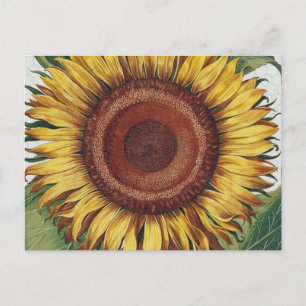 Postal Arte de Flor de Damasco Vintage Girasol