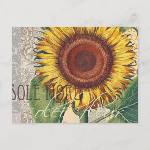 Postal Arte de Flor de Damasco Vintage Girasol