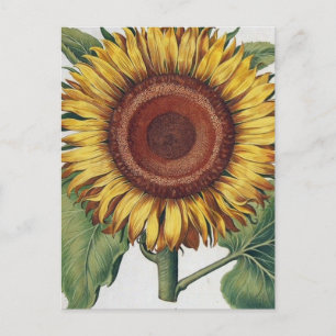Postal Arte de Flor de Damasco Vintage Girasol