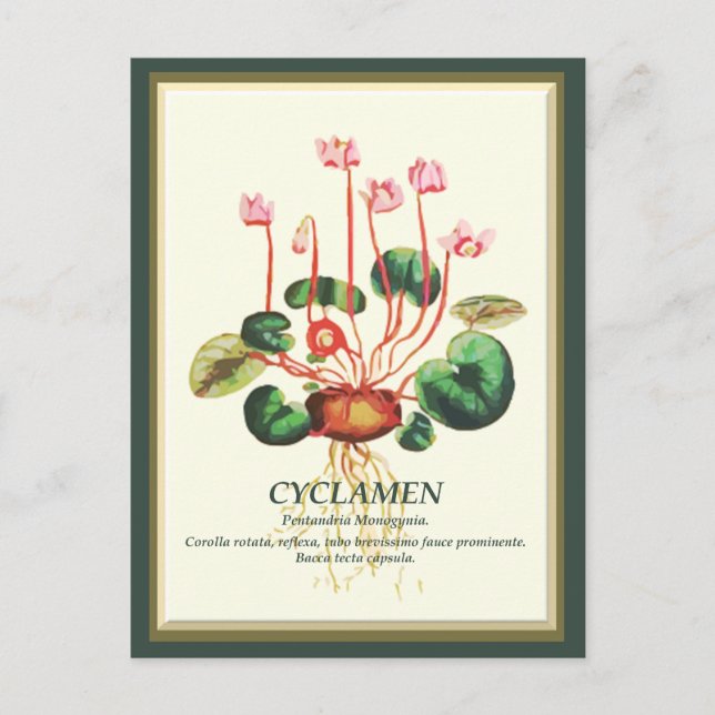 Postal Arte de flores de jardín de ciclamen botánico vint (Anverso)