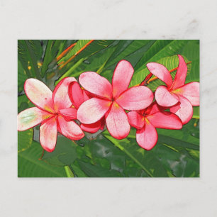 Postal Arte de Frangipani Tropical Rosa