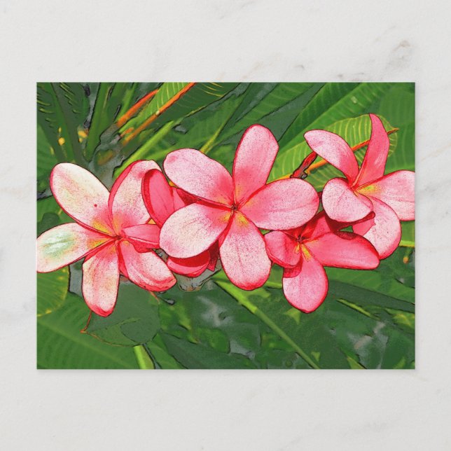 Postal Arte de Frangipani Tropical Rosa (Anverso)