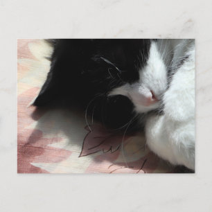 Postal Arte de gato esmoquin adorable nariz rosa gatito g