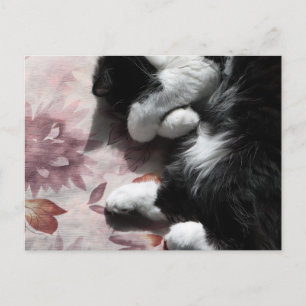Postal Arte de gato esmoquin adorable nariz rosa gatitos