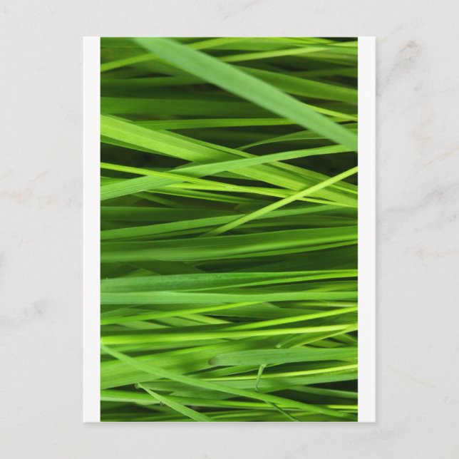 Postal Arte de hoja verde (Anverso)