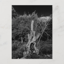 Postal Arte de horror abstracto - muñecas cabeza en árbol