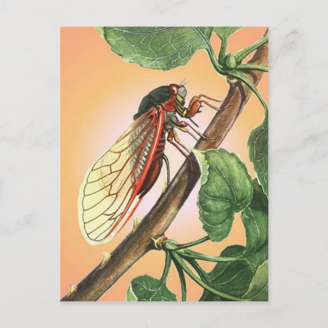 Postal Arte de Ilustracion de insectos Cicada (Anverso)
