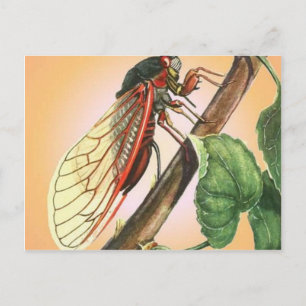 Postal Arte de Ilustracion de insectos Cicada