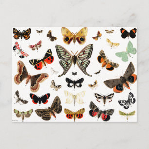 Postal Arte de Ilustracion de mariposas y polillas de épo