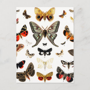 Postal Arte de Ilustracion de mariposas y polillas de épo