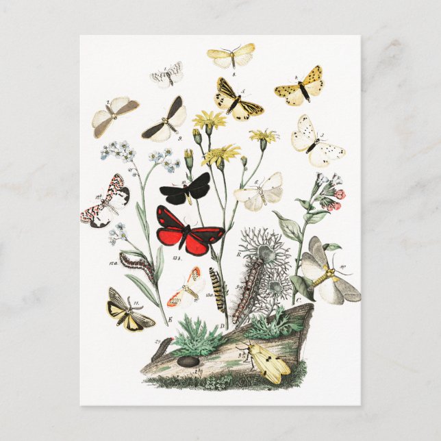 Postal Arte de Ilustracion de mariposas y polillas de épo (Anverso)