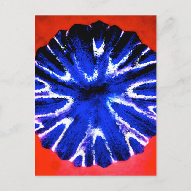 Postal Arte de la flor del aster (Anverso)