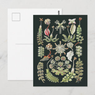 Postal Arte de la Naturaleza Científica Ernst Haeckel Hep