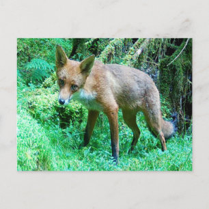 Postal Arte de la Naturaleza de Fauna Silvestre de Cachor
