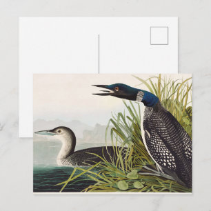 Postal Arte de la Naturaleza del Ave Somorgujo Común de A