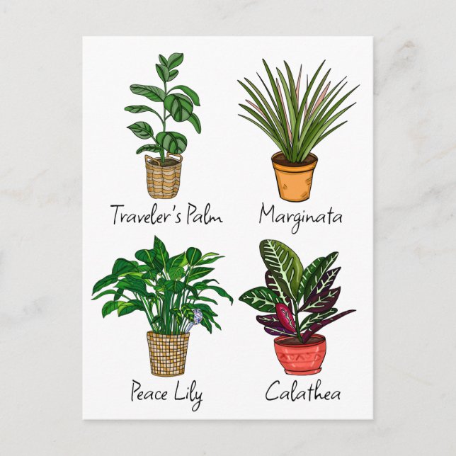 Postal Arte de las plantas de la casa de dibujo a mano (Anverso)