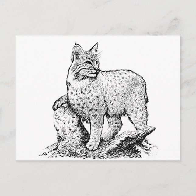Postal Arte de línea Bobcat (Anverso)