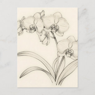 Postal Arte de línea de orquídea Phalaenopsis elegante
