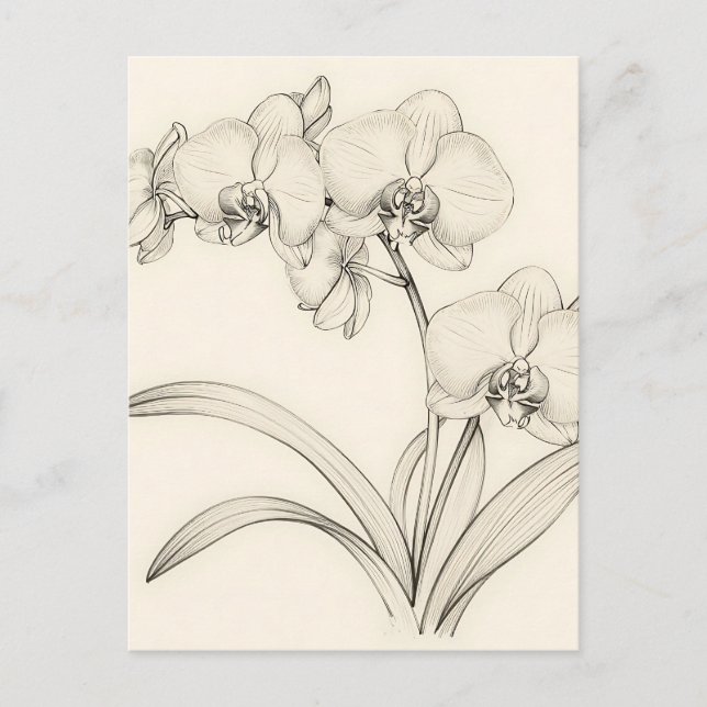 Postal Arte de línea de orquídea Phalaenopsis elegante (Anverso)