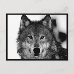Postal Arte de lobo en blanco y negro