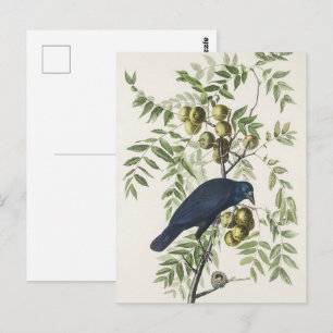 Postal Arte de Naturaleza del Pájaro Cuervo Americano Vin