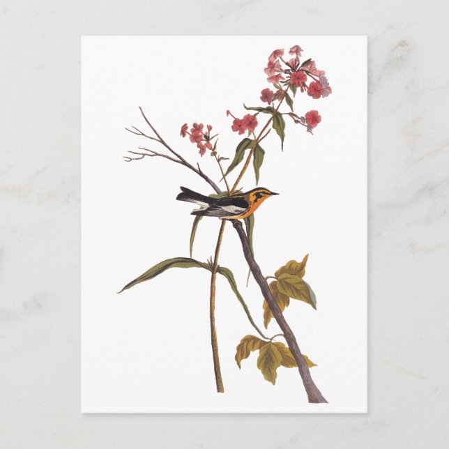 Postal Arte de pájaro del pájaro del pájaro negro (Anverso)