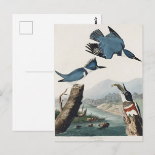 Postal Arte de pájaro Martín pescador cintado de Audubon 